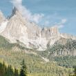 Forêt dans les Alpes